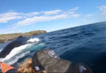 Humpback Whale Surfaces Behind Sea Kayakers (Video) humpback whale surfaces behind kayaker in Newfoundland