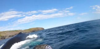 Humpback Whale Surfaces Behind Sea Kayakers (Video) humpback whale surfaces behind kayaker in Newfoundland