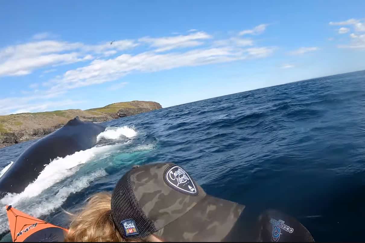 humpback whale surfaces behind kayaker in Newfoundland