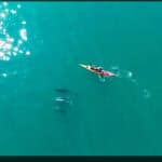 A Kayaker’s Close Encounter With Bottlenose Dolphins (Video) Off the coast of Wales in Cardigan Bay, a kayaker paddles with Bottlenose Dolphins
