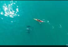 A Kayaker’s Close Encounter With Bottlenose Dolphins (Video) Off the coast of Wales in Cardigan Bay, a kayaker paddles with Bottlenose Dolphins