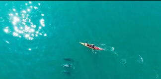 A Kayaker’s Close Encounter With Bottlenose Dolphins (Video) Off the coast of Wales in Cardigan Bay, a kayaker paddles with Bottlenose Dolphins