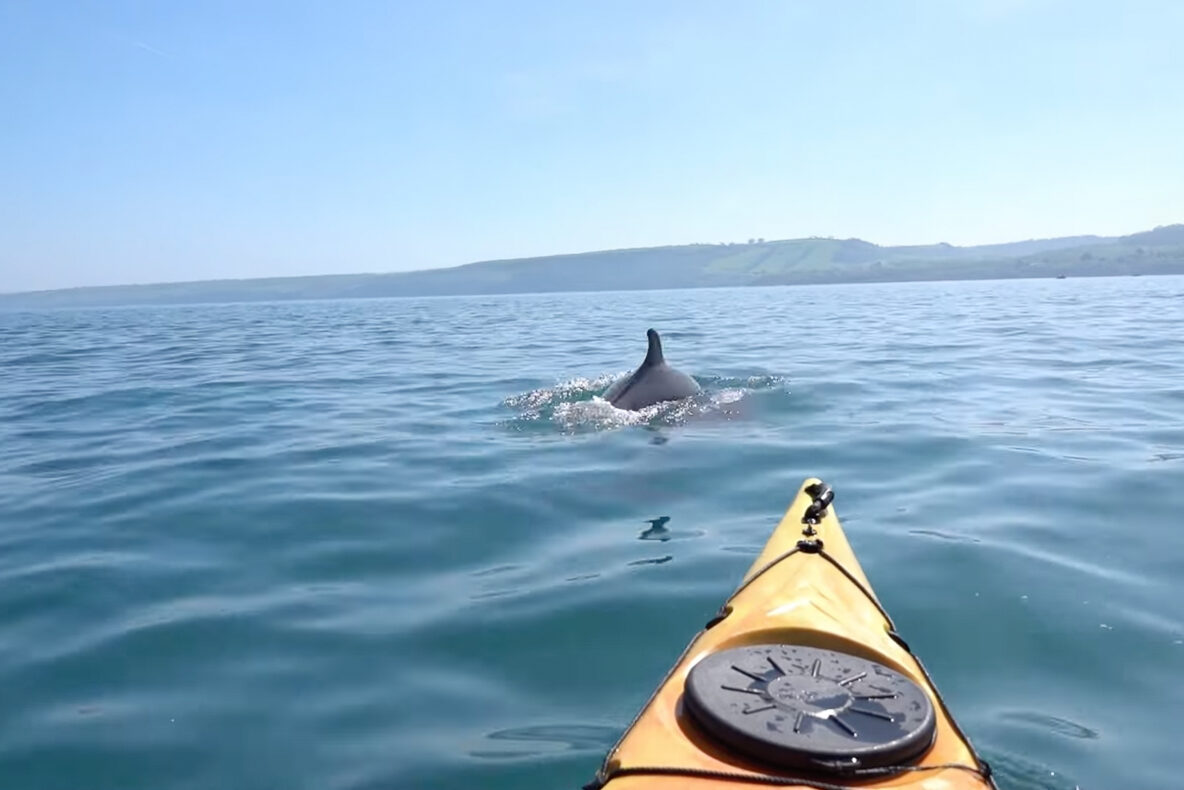 A dolphin surfaces off the bow of a sea kayak in Cardigan Bay, Wales