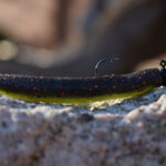 Best Bass Lures For 2026 Z-Man Finesse lure.