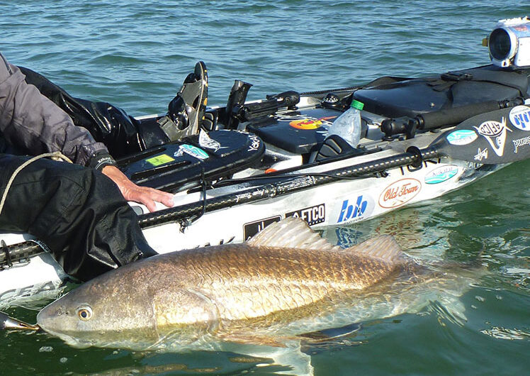 kayak angler releases red drum back into water during Virginia spring run