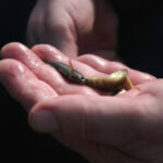 Fentanyl Detected in Wild Fish Near Wastewater Treatment Plants (Video) image of a fentnyl fish darter in a palm
