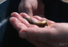 Fentanyl Detected in Wild Fish Near Wastewater Treatment Plants (Video) image of a fentnyl fish darter in a palm