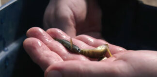 Fentanyl Detected in Wild Fish Near Wastewater Treatment Plants (Video) image of a fentnyl fish darter in a palm