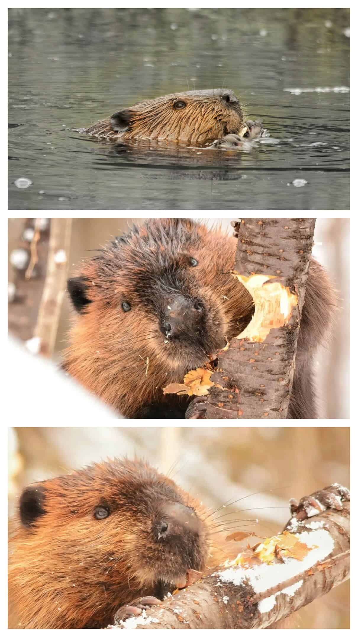 a collage of beaver photos