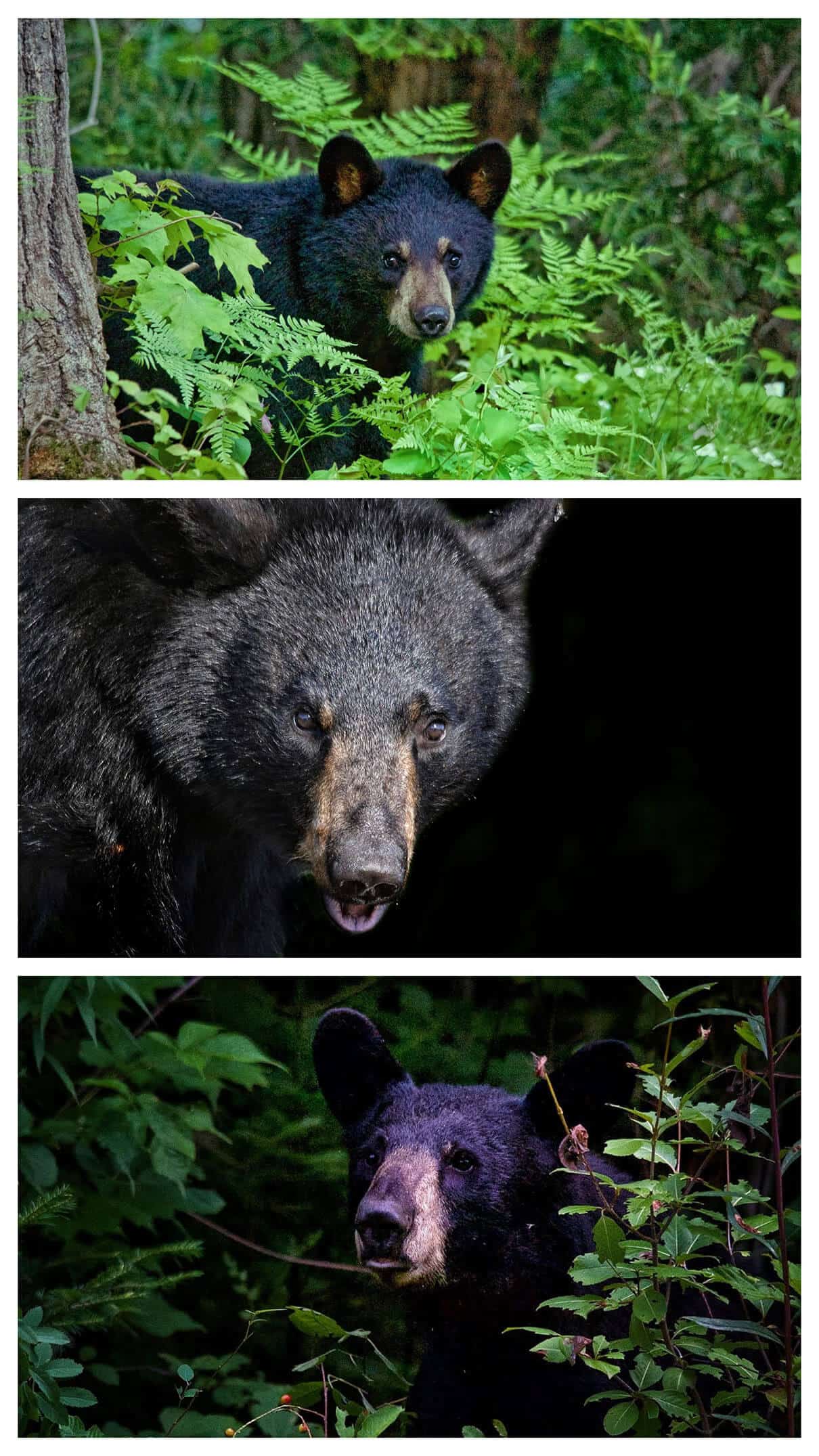 a collage of black bear photos