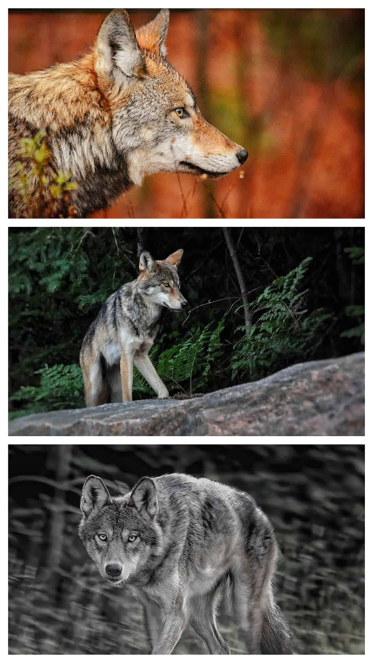 a collage of wolf photos
