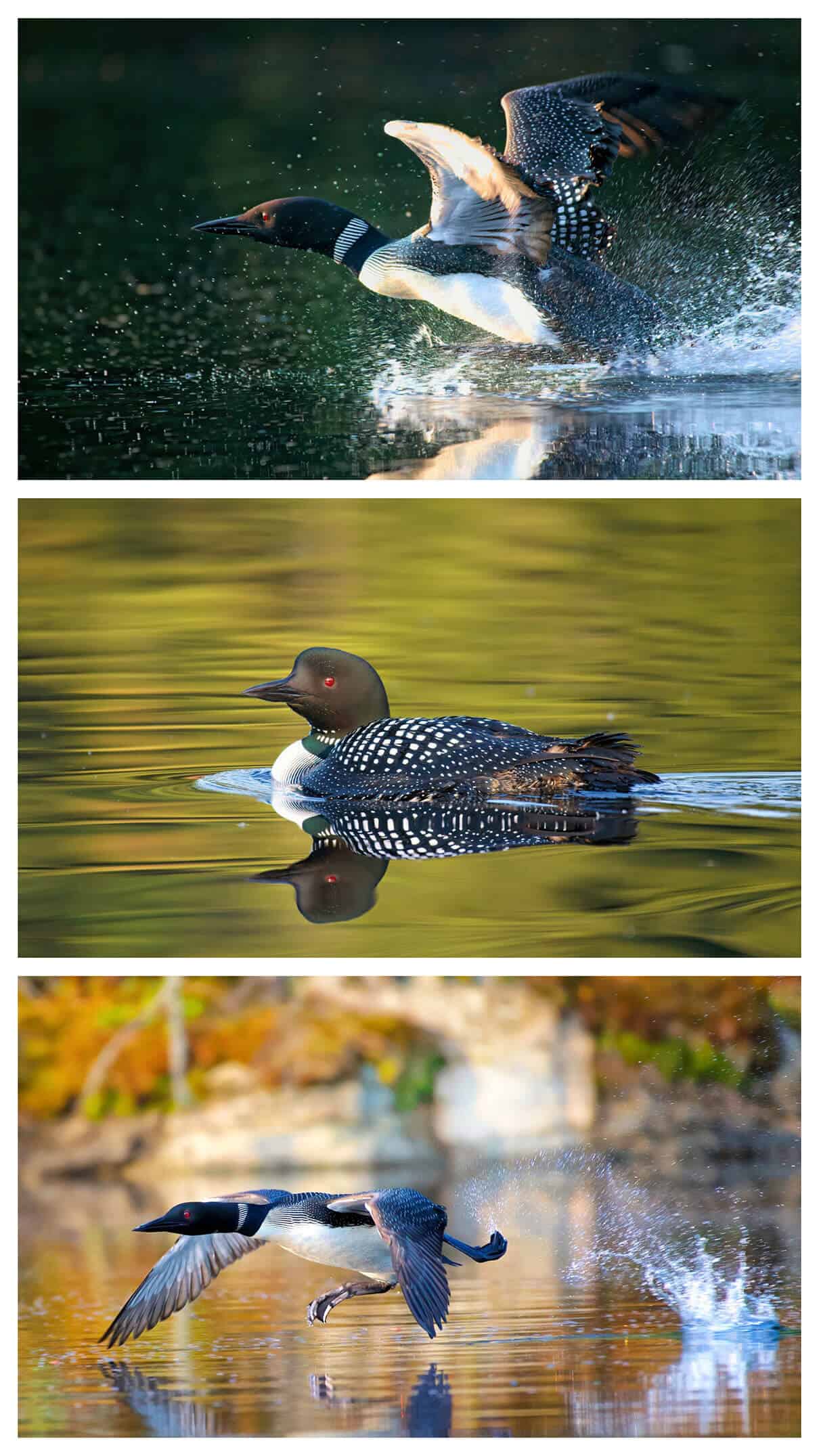 a collage of loon photos