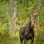 Join Our Upcoming Webinar: How To Find & Photograph Wildlife In Algonquin Park a moose photographed in Algonquin Park