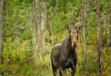 Join Our Upcoming Webinar: How To Find & Photograph Wildlife In Algonquin Park a moose photographed in Algonquin Park