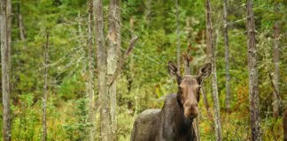 Join Our Upcoming Webinar: How To Find & Photograph Wildlife In Algonquin Park a moose photographed in Algonquin Park