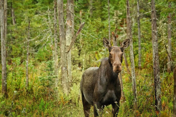 a moose photographed in Algonquin Park