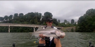 Guided By Osprey, Angler Stumbles Upon Pre-Storm Feeding Frenzy (Video) Micheal Kaal, angler, holds up a striped bass catch