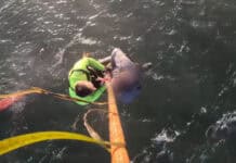 Kayaker And Dog Rescued After Kayak Overturned; Second Kayaker Drowns Image of the kayaker and dog rescued in Tomales Bay, California