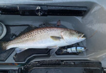 Cobra Kai And Kayak Fishing a speckled trout caught by Kayak Angler editor Ric Burnley sits on his kayak deck beside the glide bait he used