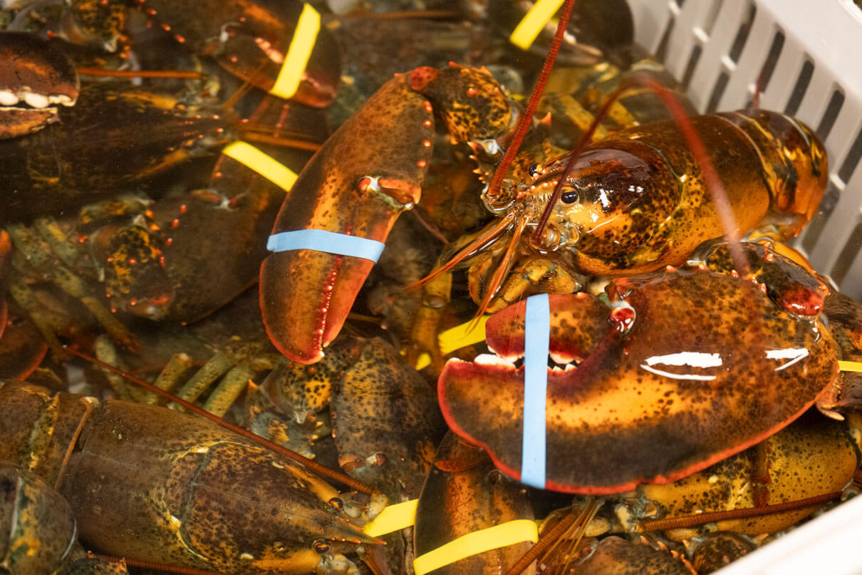 lobsters caught in Maine