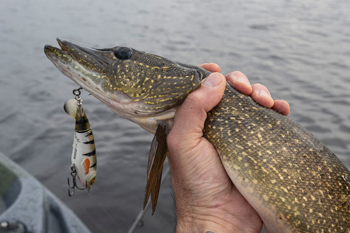 person holding a pike