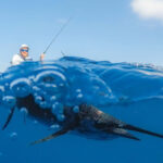 Next-Level Fishing: Married To Sailfish man hooks a sailfish under the blue water while fishing from a kayak under blue skies
