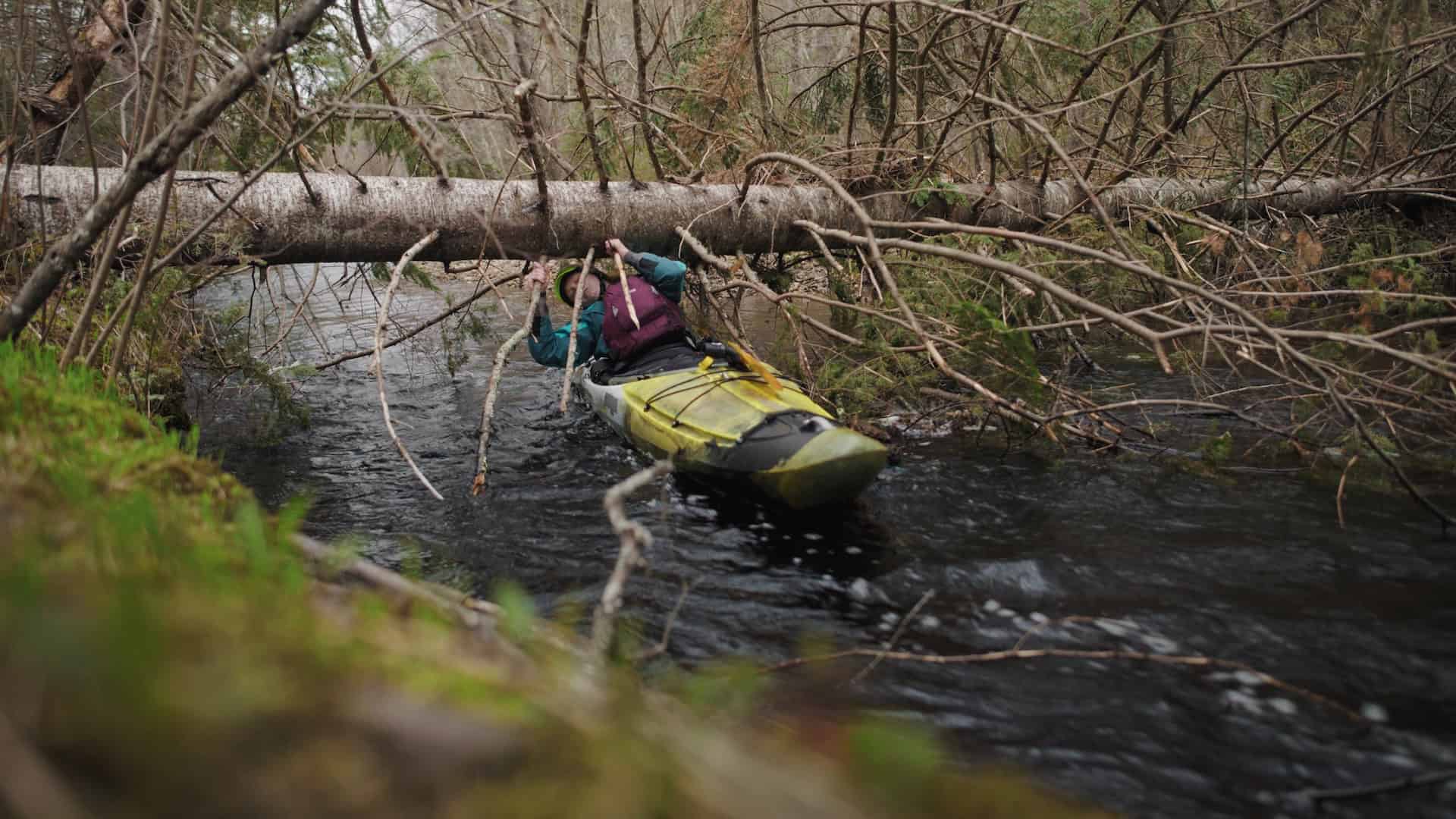 Kayaker trying to get underneath tree across narrow river