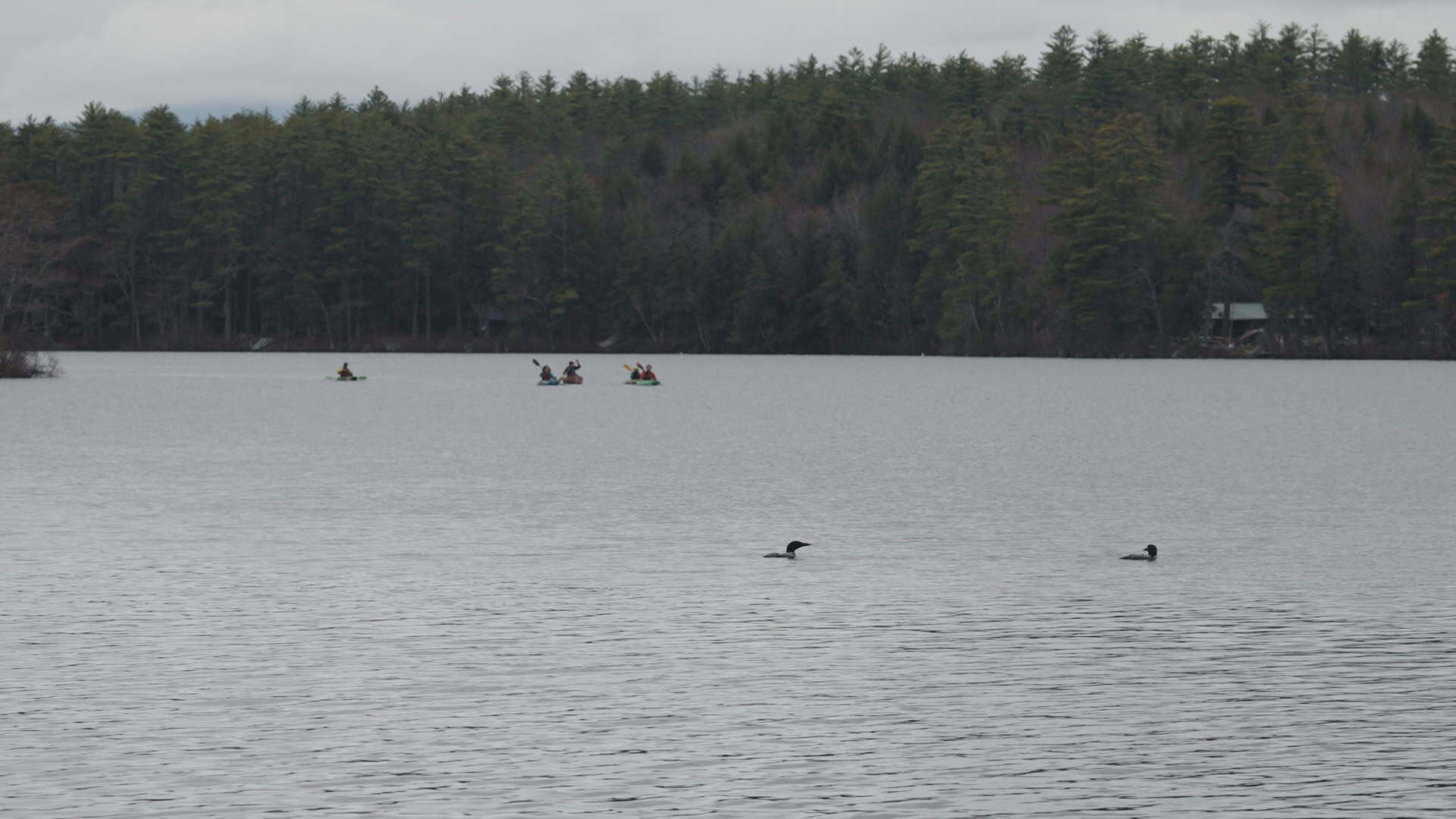 Paddlers on lake with loons in foreground