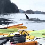 Kayakers Have Orca Encounter Of A Lifetime Orca swimming next to colorful sea kayaks