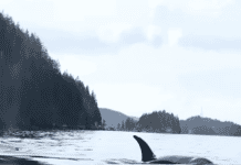 Kayakers Have Orca Encounter Of A Lifetime Orca swimming next to colorful sea kayaks