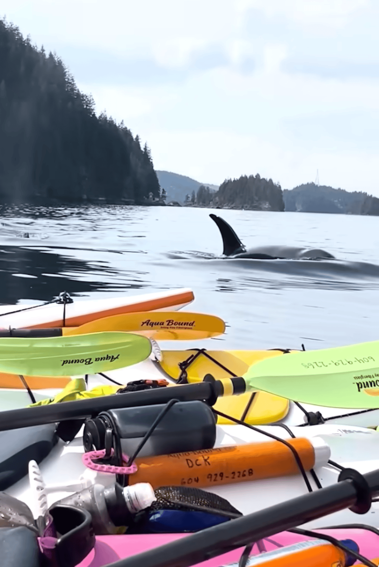 Orca Inflatable Kayak Kayakers Have Orca Encounter Of A Lifetime - Paddling Magazine