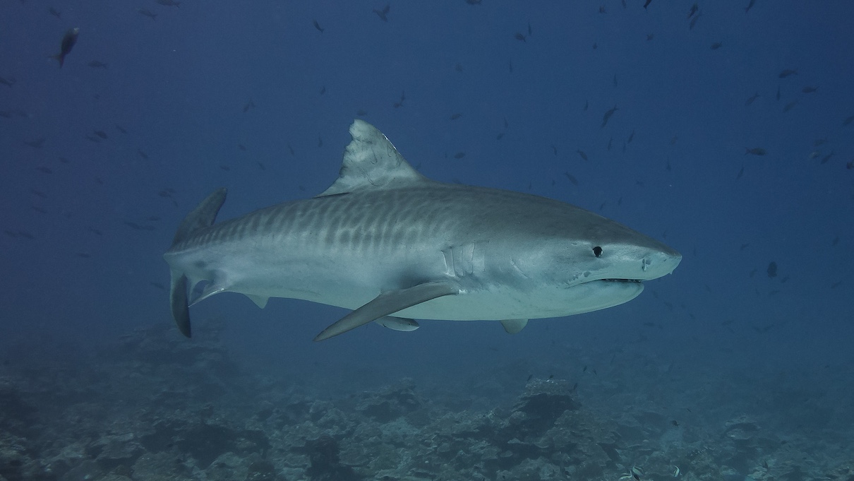 Tiger shark swimming underwater