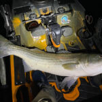 Next-Level Night Fishing Tactics a striped bass caught while night fishing laid on the deck of a fishing kayak