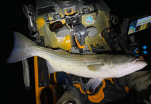 a striped bass caught while night fishing laid on the deck of a fishing kayak