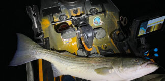 Next-Level Night Fishing Tactics a striped bass caught while night fishing laid on the deck of a fishing kayak