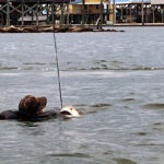 Ride The Bull, Literally Travis Puls Jr. holds onto his redfish after capsizing during the tournament
