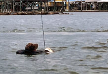Ride The Bull, Literally Travis Puls Jr. holds onto his redfish after capsizing during the tournament