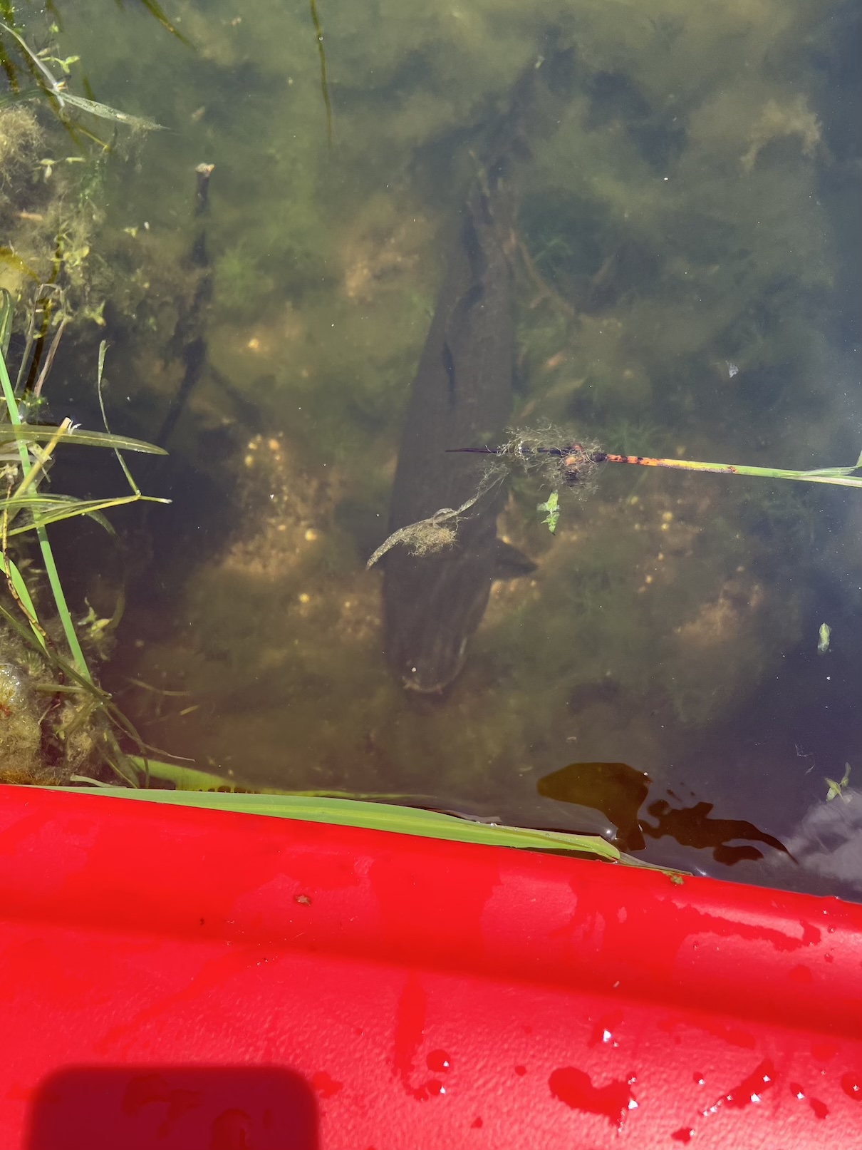 bowfin fish near kayak